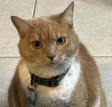 Photo of Kini
