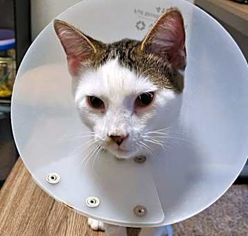 Photo of Jasper