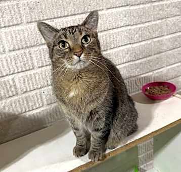 Photo of Olivia - (Must be adopted w/Junior)
