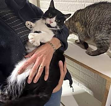 Photo of Junior - (Must be adopted w/Olivia)