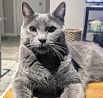 Photo of Emmett