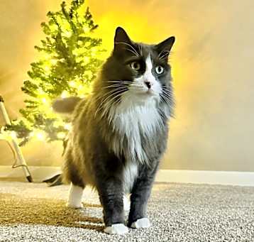 Photo of Simba