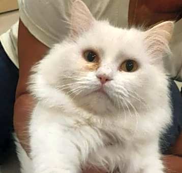 Photo of Bibi