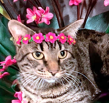 Photo of Mr Dreyfus at Martinez Pet Food Express  May 24th