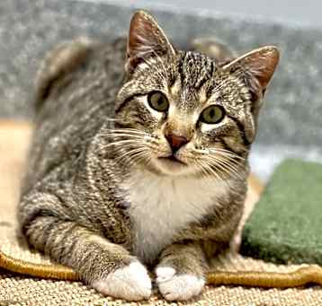Photo of Tippy