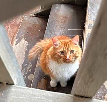 Photo of Harvey