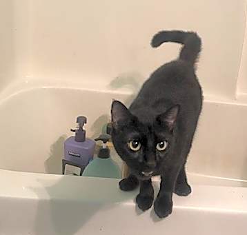 Photo of Midnight Luna