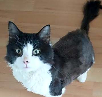 Photo of Oscar