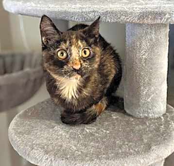 Photo of Nutmeg