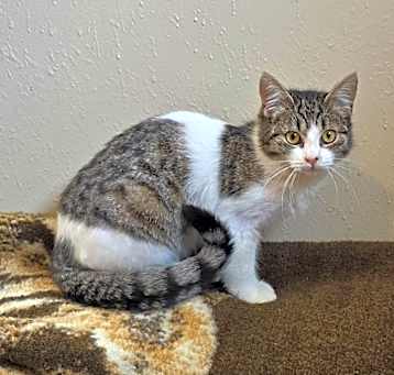Photo of Minnow