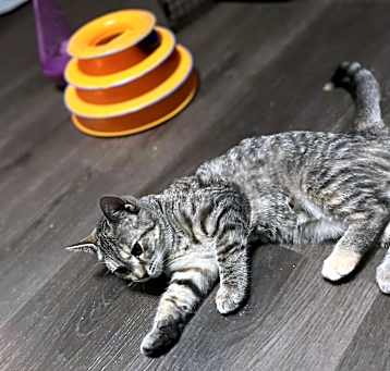 Photo of Violet