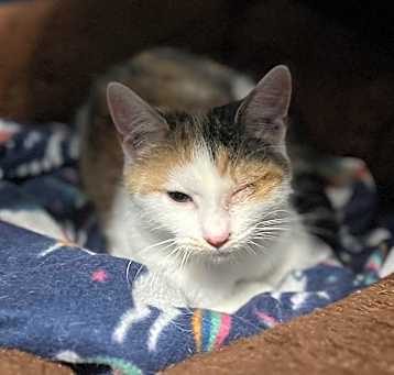 Photo of Pixie
