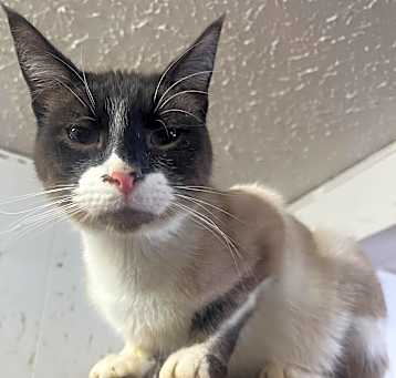 Photo of Indigo
