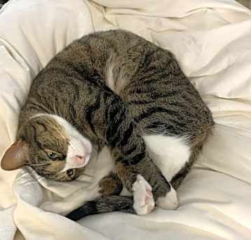 Photo of Riley