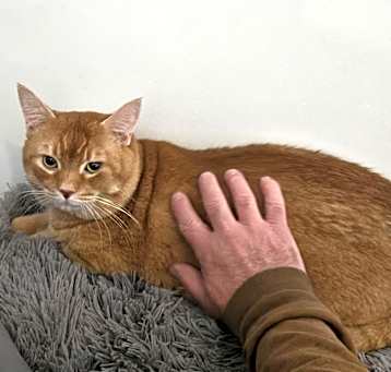 Photo of Dumpling