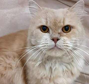 Photo of Waffle