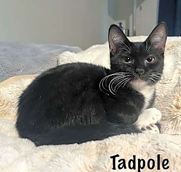 Photo of Tadpole