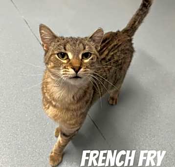 Photo of French Fry