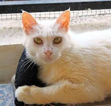 Photo of Nieve