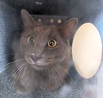 Photo of Stray