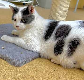 Photo of Loki