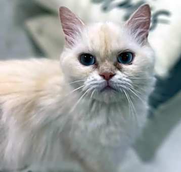 Photo of Isolde