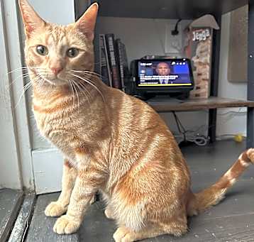 Photo of Waffles