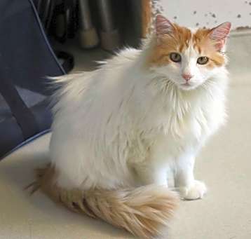 Photo of Cream Puff