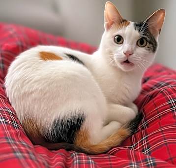 Photo of Clementine