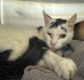 Photo of Tink