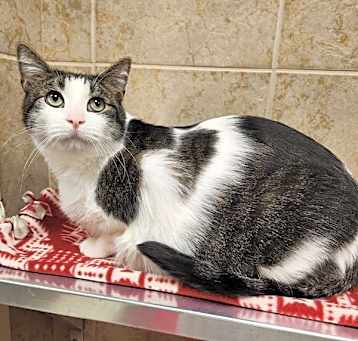 Photo of Cosmo