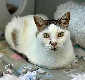 Photo of Meg