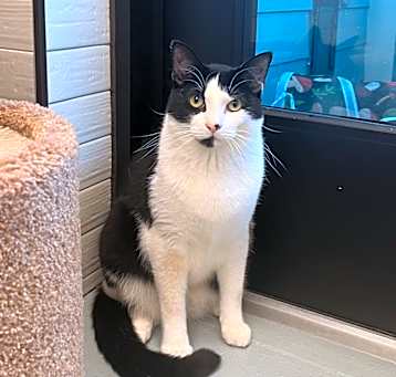 Photo of Comet