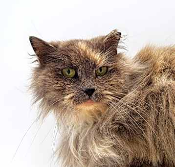 Photo of Aunt Bee
