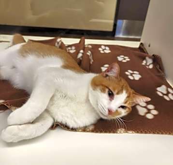 Photo of Junior