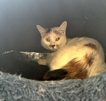Photo of Pearl