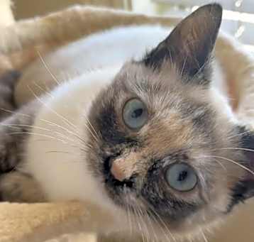 Photo of Juliet