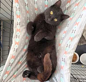 Photo of Midnight