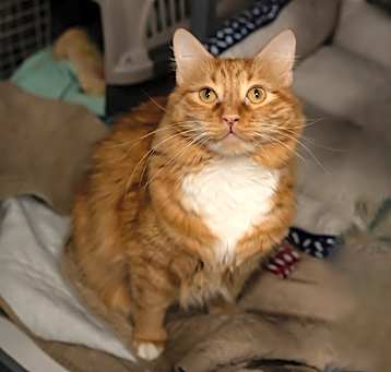 Photo of Bolero