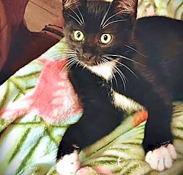 Photo of Izzy