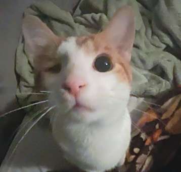 Photo of Anakin