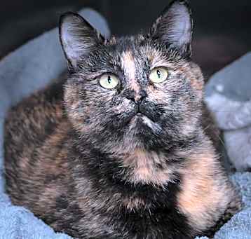 Photo of Abby