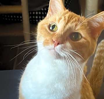 Photo of Honey Butter