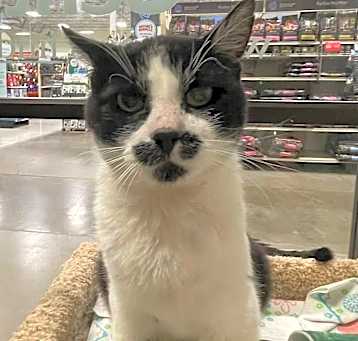Photo of Mustache
