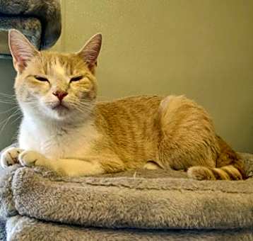 Photo of Honey