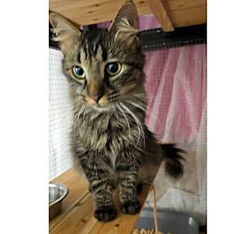Photo of Fancy