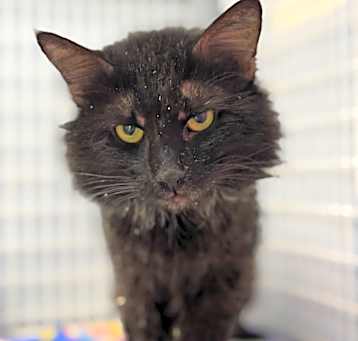 Photo of Chesser (At Petsmart-280)
