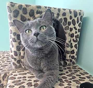 Photo of Zuri