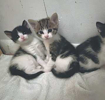 Photo of Echo, ashe, rebel