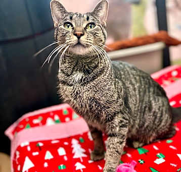 Photo of Mai Tai